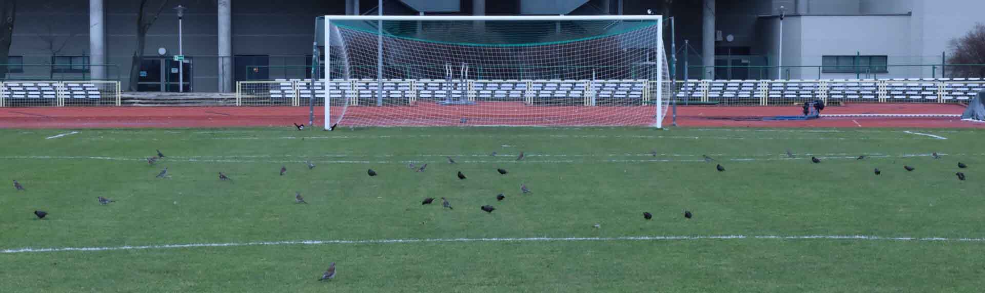 Ptaki spacerujące po boisku piłkarskim