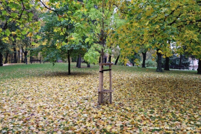 IMG_4150 Park Tysiąclecia w Zielonej Górze po remoncie