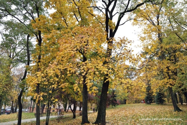 IMG_4155 Park Tysiąclecia w Zielonej Górze po remoncie