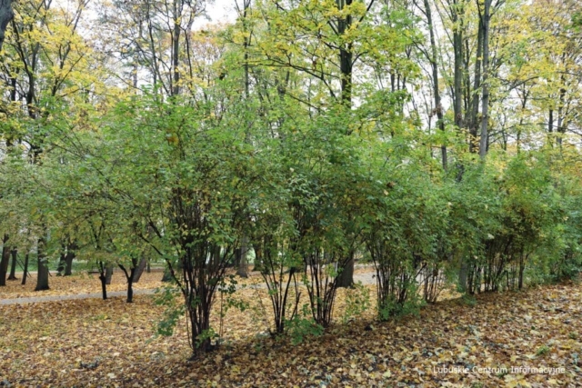 IMG_4185 Park Tysiąclecia w Zielonej Górze po remoncie