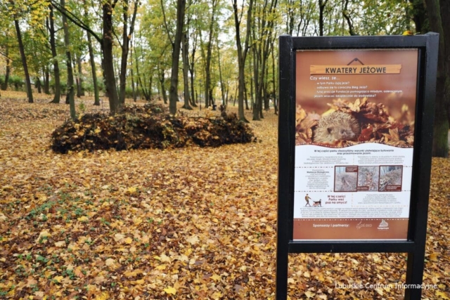 IMG_4198 Park Tysiąclecia w Zielonej Górze po remoncie