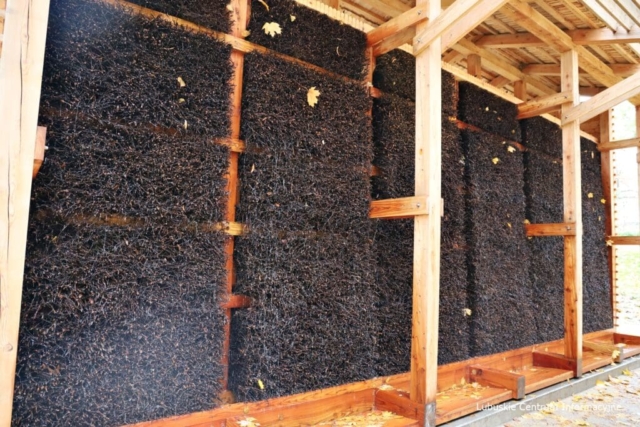 IMG_4213 Park Tysiąclecia w Zielonej Górze po remoncie