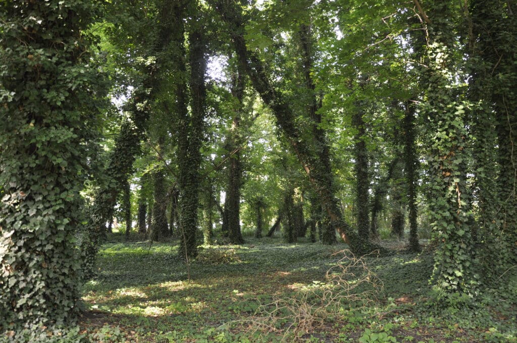 Park miejski w Sławie