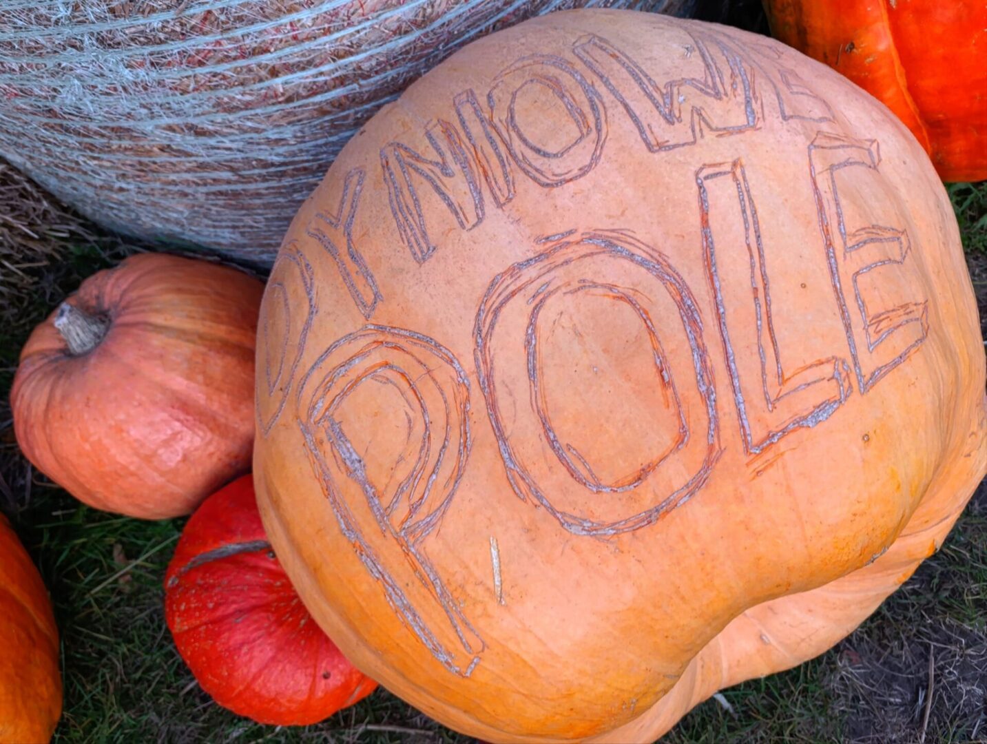 dynia z napisem dyniowe pole